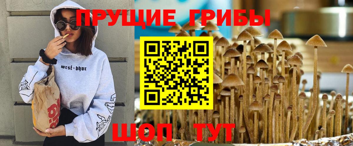 Кинешма  Псилоцибиновые грибы прущие грибы  Вход с VPN  Галлюциногенные грибы Psilocybine cubensis 